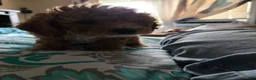 Cavapoo dogs for sale: Cavapoo Puppy 1 - Ad 8