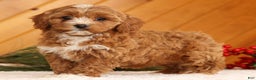Cavapoo dogs for sale: Joy - Ad 4