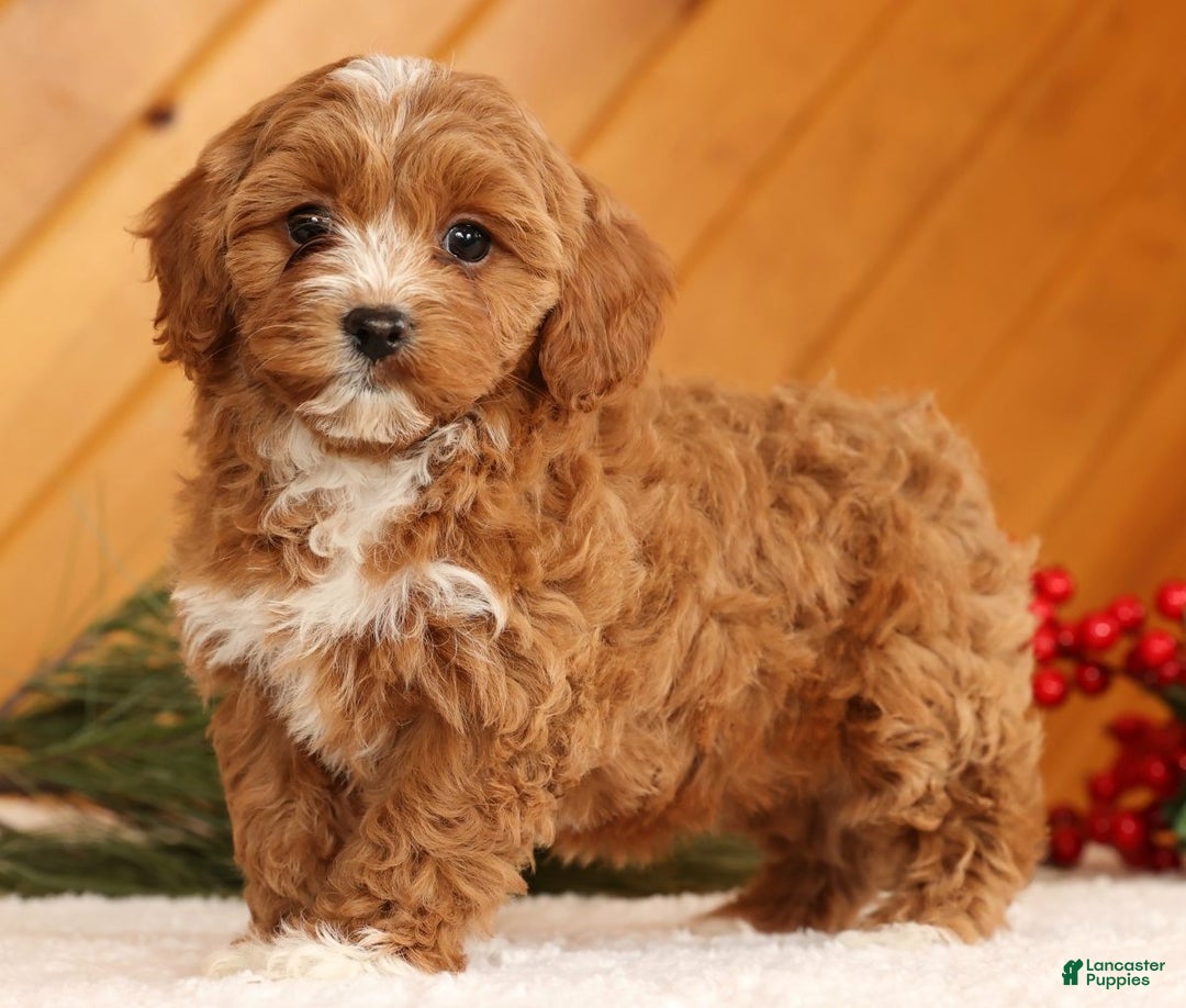 Cavapoo dogs for sale: Joy - Ad 4