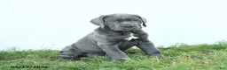 Cane Corso dogs for sale: Riggs - Ad 10