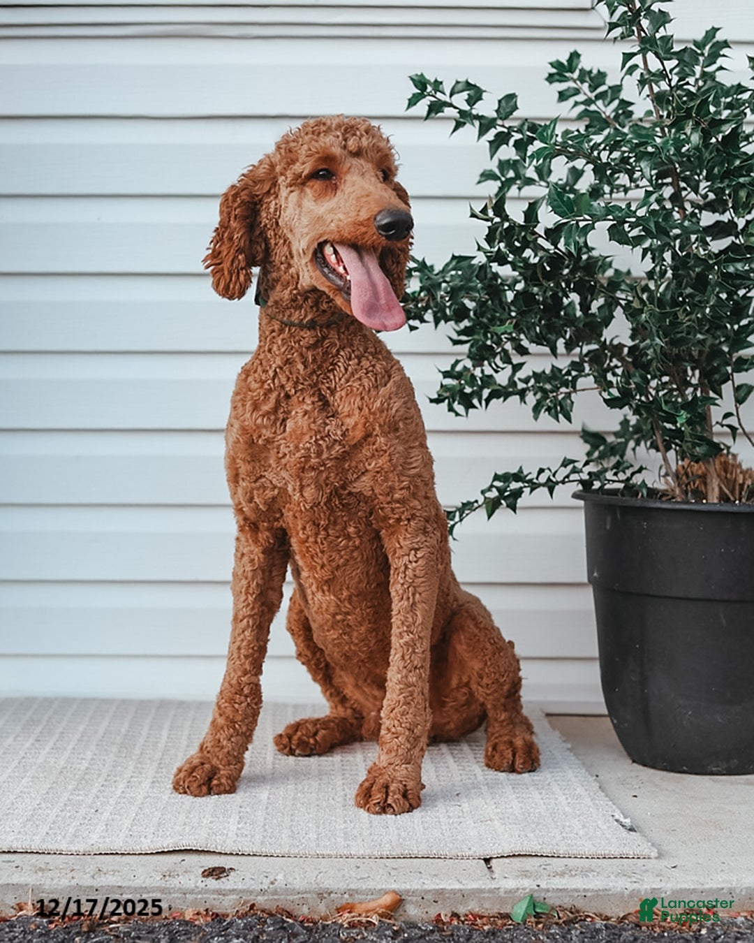 Standard Poodle dogs for sale: Dante - Ad 7