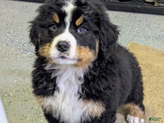 Bernese Mountain Dog dogs Leo - Ad 21