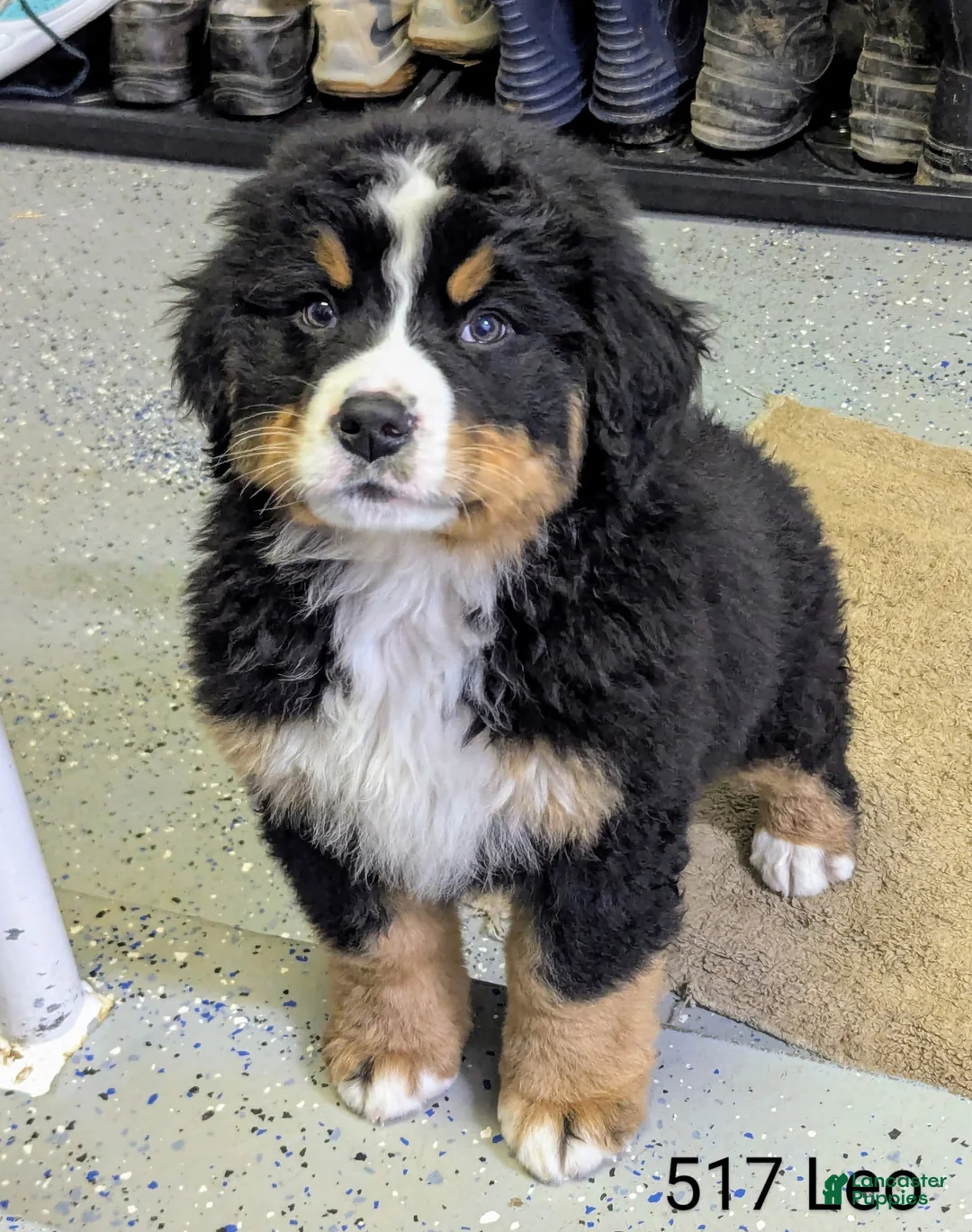 Bernese Mountain Dog dogs for sale: Leo - Ad 1