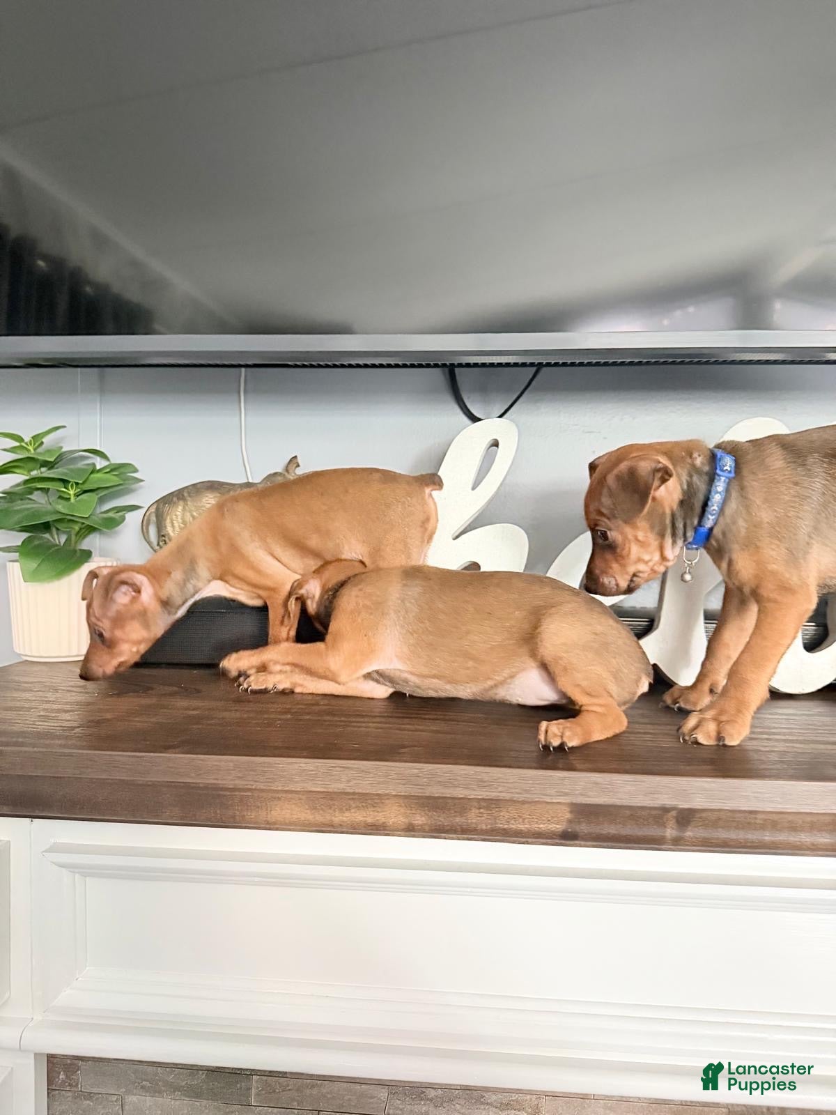 Miniature Pinscher dogs Miniature Pinscher 2 - Ad 31