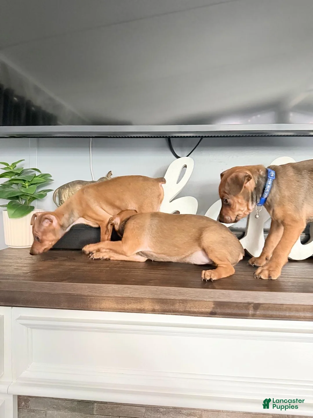 Miniature Pinscher dogs for sale: Miniature Pinscher 2 - Ad 1