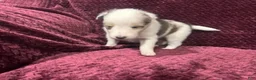 Shetland Sheepdog dogs for sale: Daisy - Ad 6