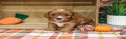 Cavapoo dogs for sale: Arrow - Ad 2