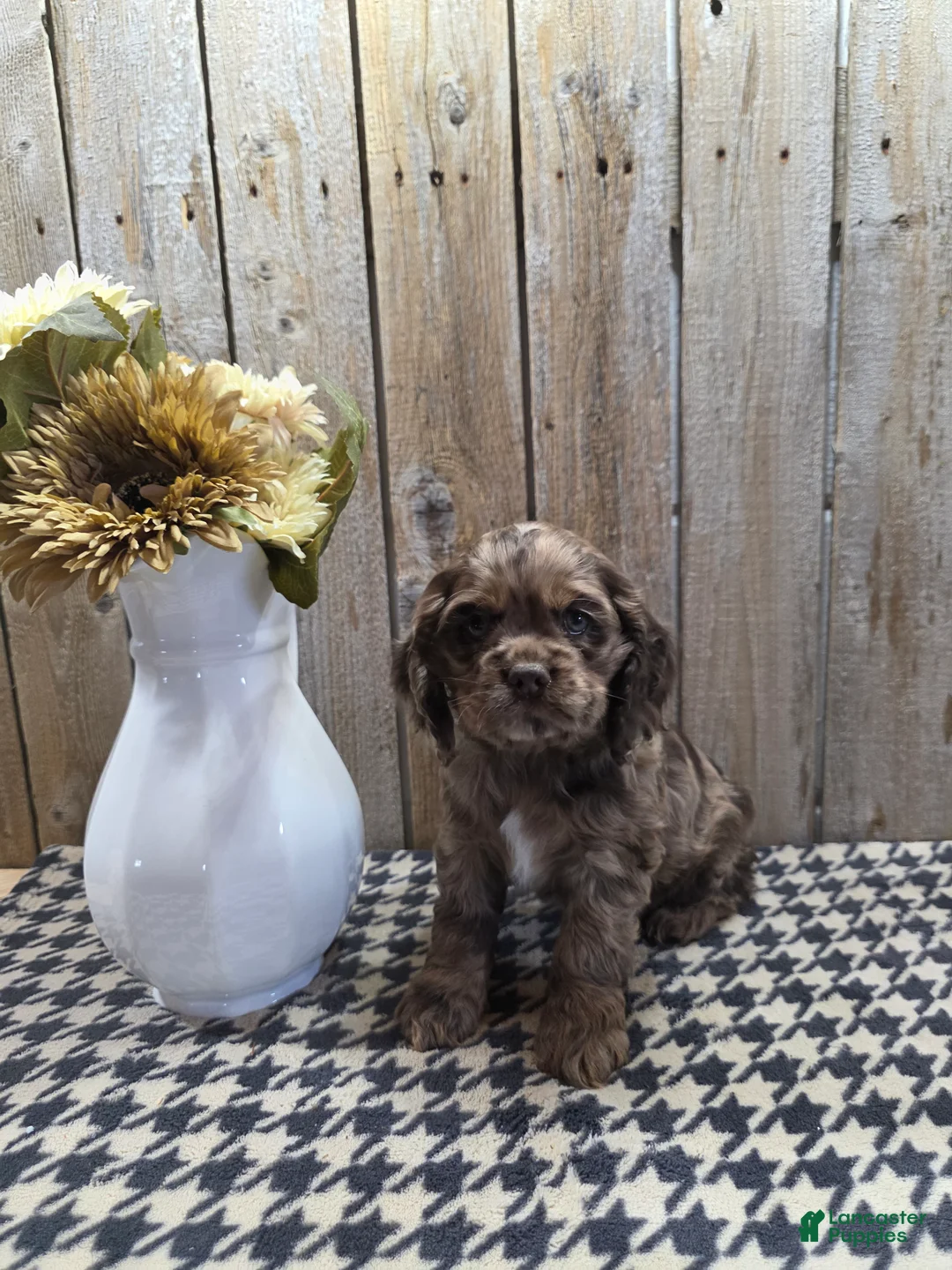 Cocker Spaniel dogs for sale: Tracy  - Ad 2