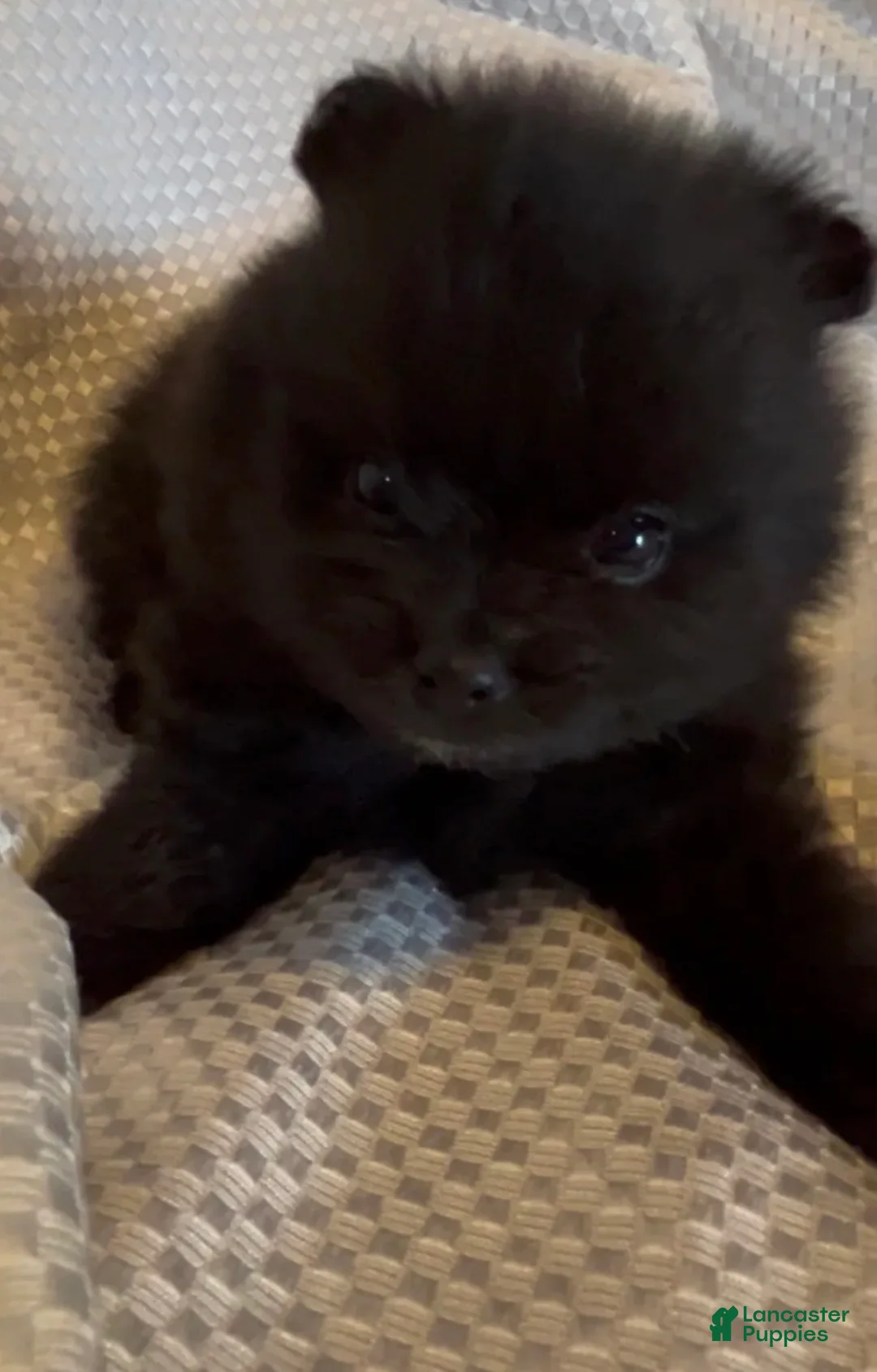 Pomeranian dogs for sale: Gomez - Ad 19