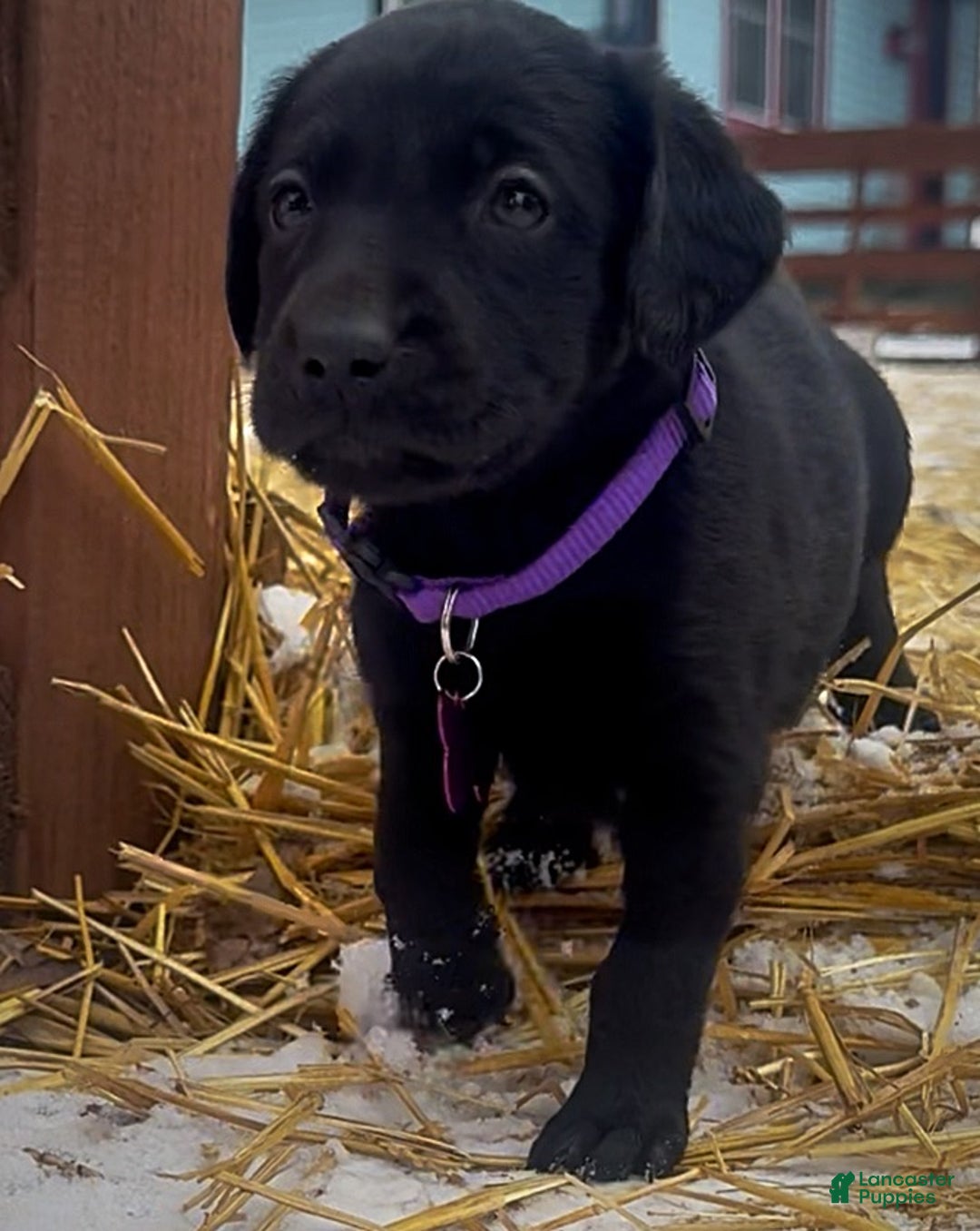 Labrador Retriever dogs for sale: Labrador Retriever Puppy 1 - Ad 12