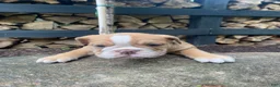 English Bulldog dogs for sale: Pearl - Ad 13
