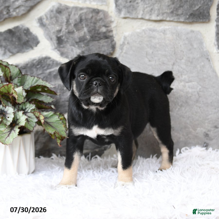 Pug dogs Bindy - Ad 2