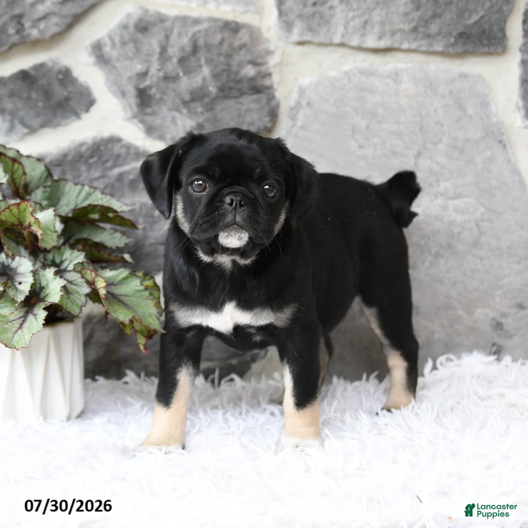 Pug dogs for sale: Bindy - Ad 2