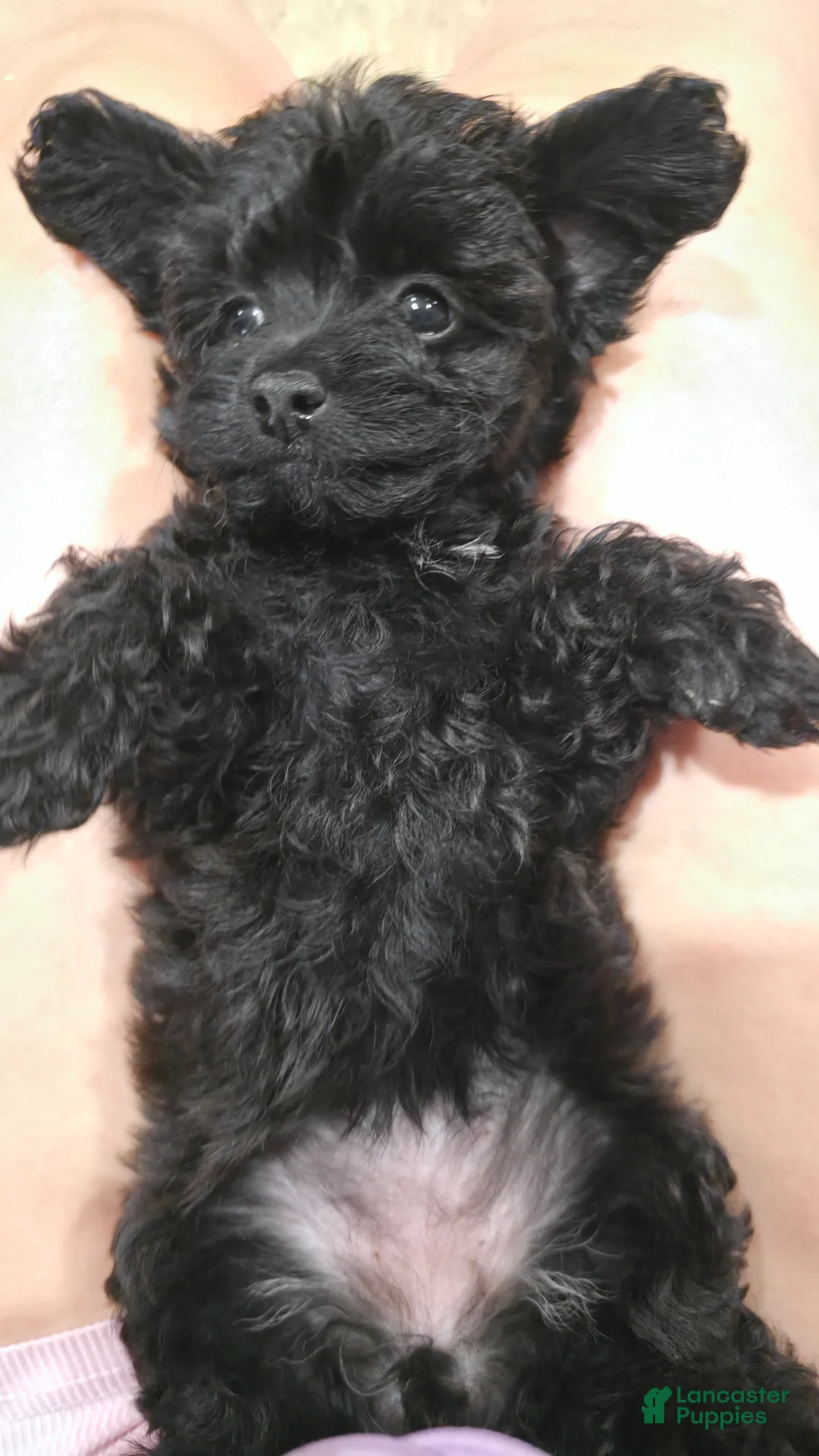 Yorkiepoo dogs for sale: Yorkiepoo 3 pink collar female 💗  - Ad 2