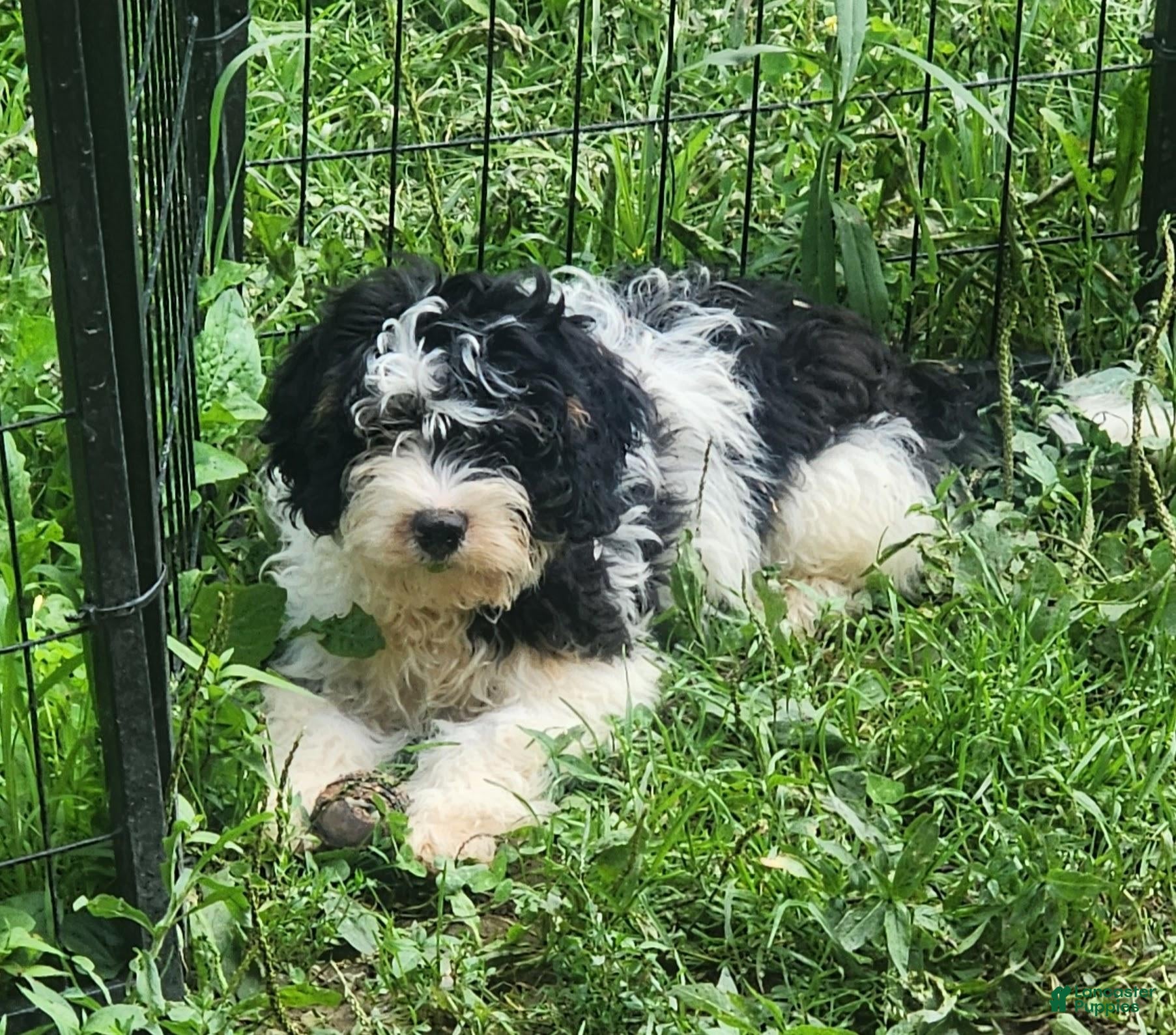 Bernedoodle dogs Bernedoodle 2 - Ad 23