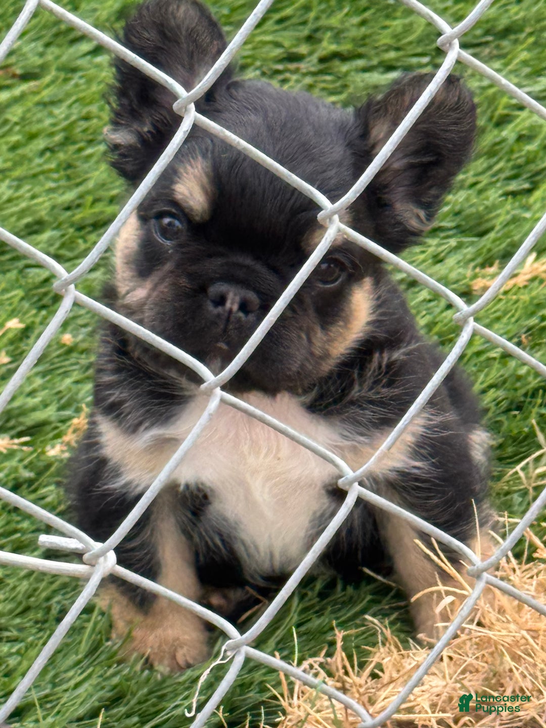 French Bulldog dogs for sale: French Bulldog Puppy 3 - Ad 1