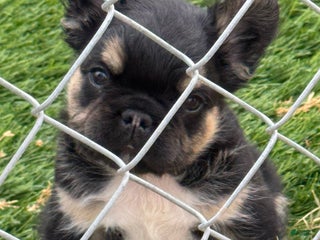 French Bulldog dogs French Bulldog Puppy 3 - Ad 12