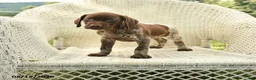 German Shorthaired Pointer dogs for sale: Hunter - Ad 5