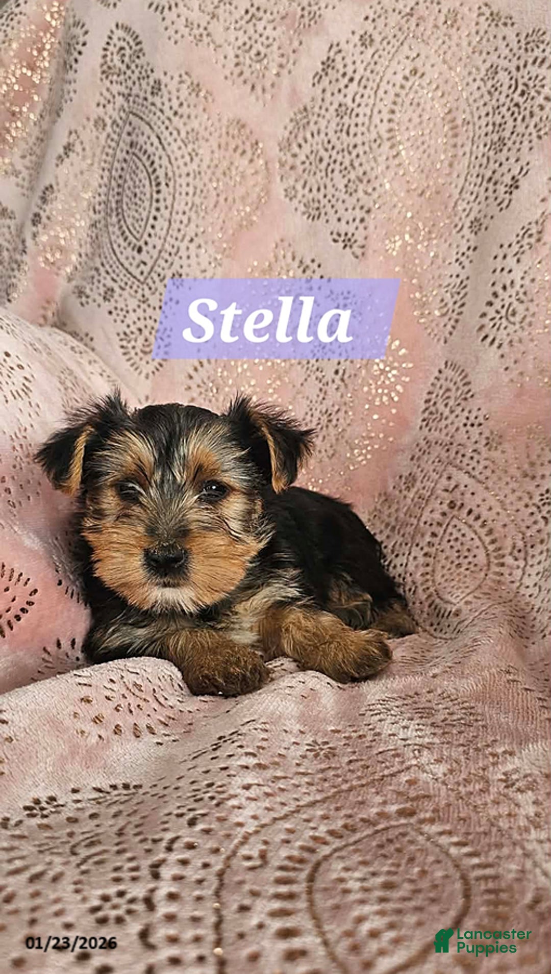 Yorkshire Terrier dogs for sale: Stella - Ad 4