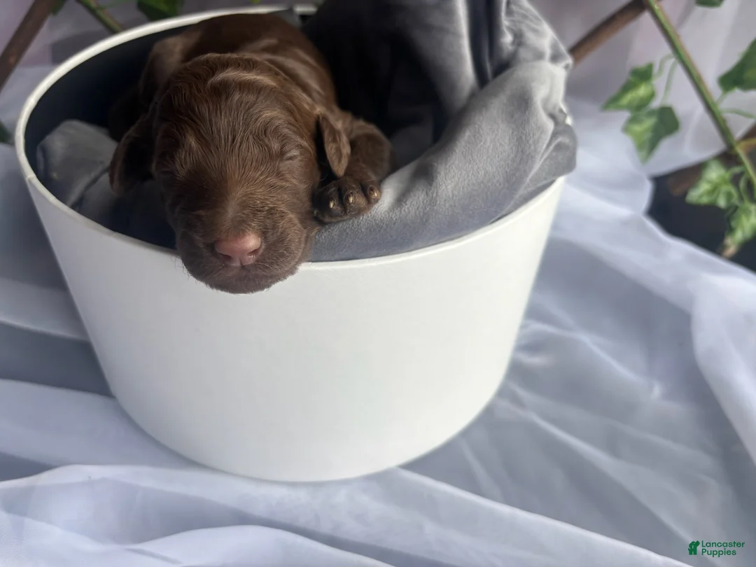 Standard Poodle dogs for sale: Prince - Ad 2
