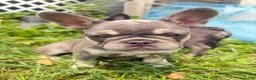 French Bulldog dogs for sale: French Bulldog Puppy 4 - Ad 3