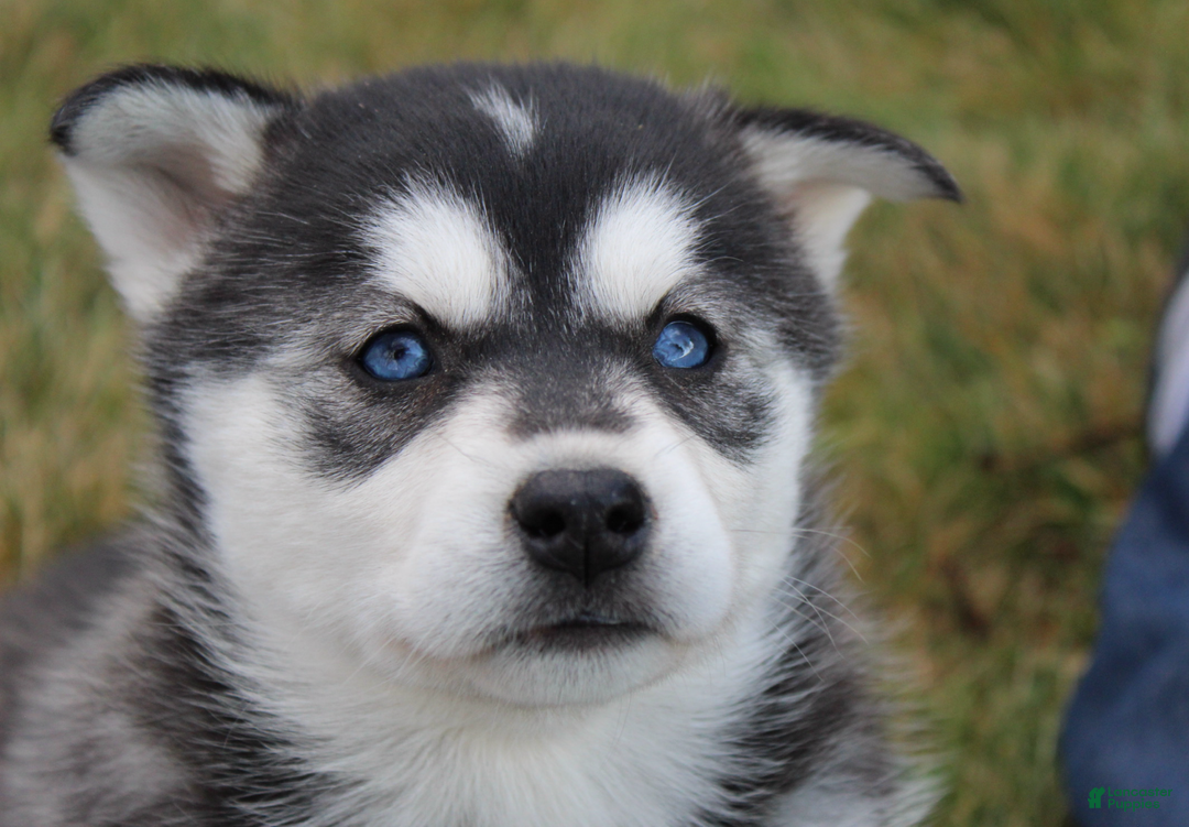 Siberian Husky dogs for sale: Midnight - Ad 2