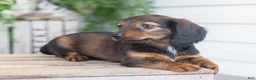Dachshund dogs for sale: Holly  - Ad 5