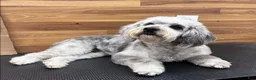 Mini Bernedoodle dogs for sale: Mini Bernedoodle "Stormy" - Ad 4