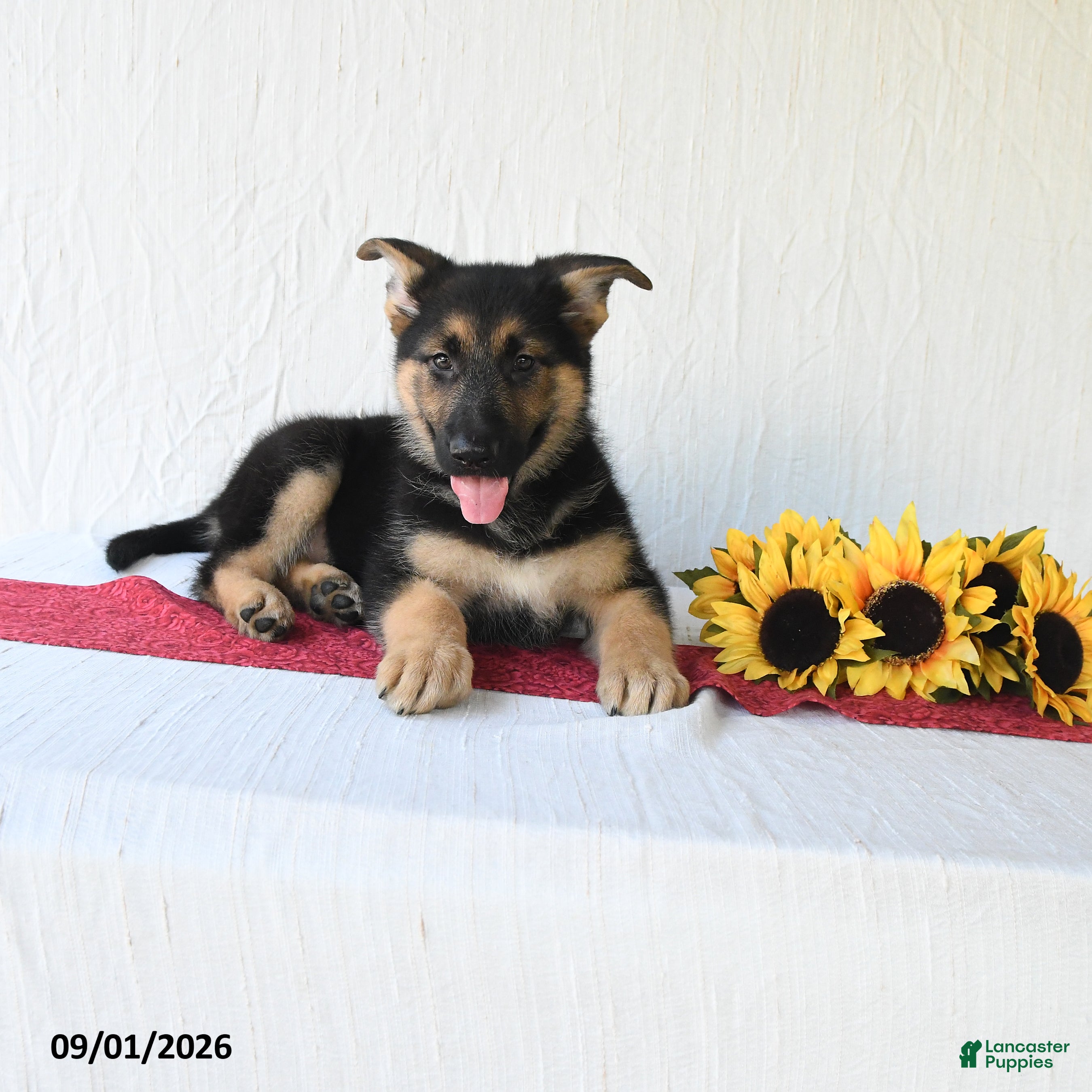 German Shepherd dogs Tamaiah - Ad 2