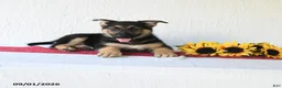 German Shepherd dogs for sale: Tamaiah - Ad 2