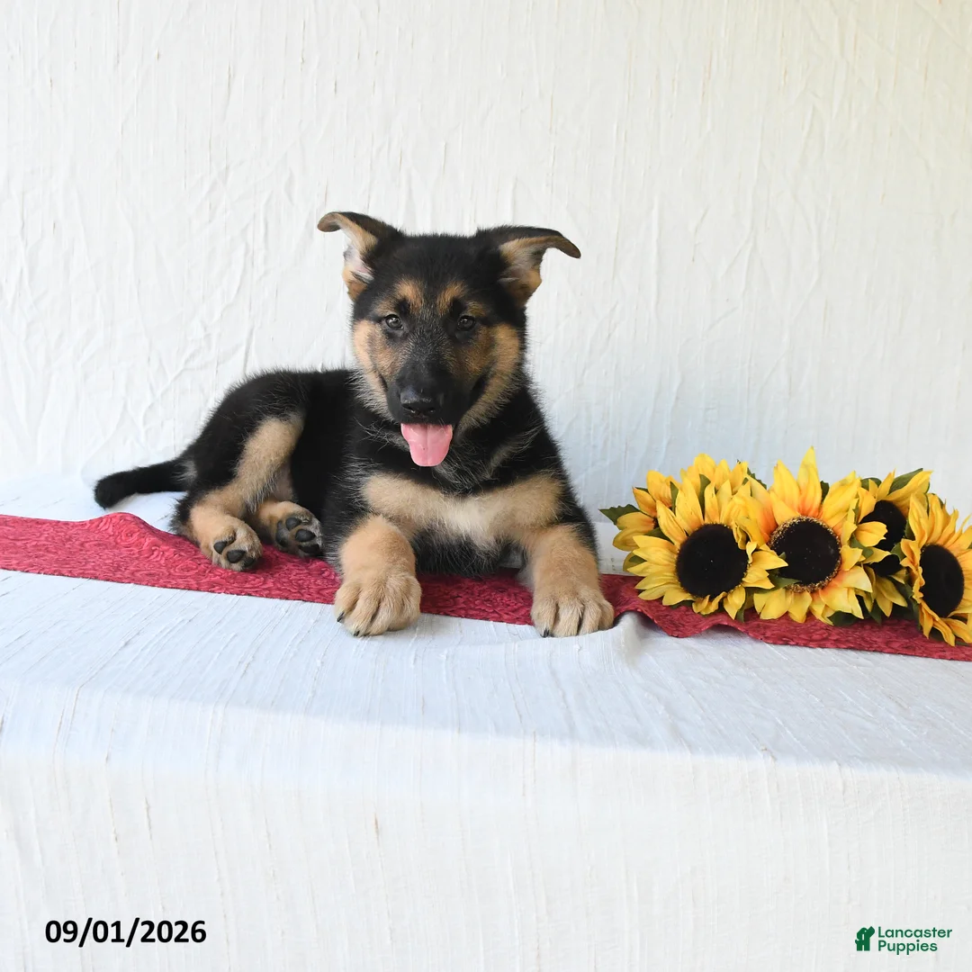 German Shepherd dogs for sale: Tamaiah - Ad 2