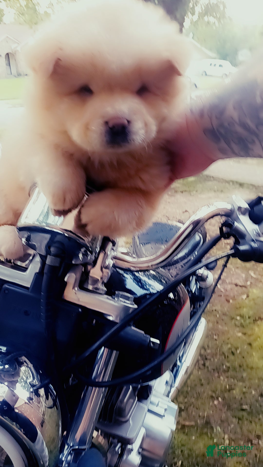 Chow Chow dogs for sale: Elsa - Ad 10