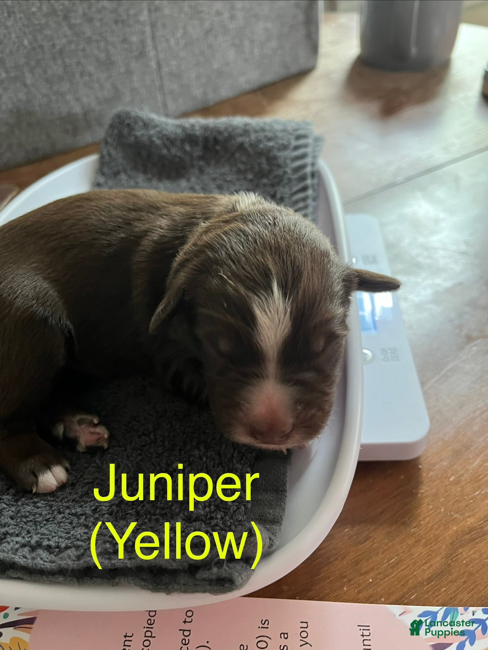 Australian Shepherd dogs Juniper (Yellow) - Ad 30