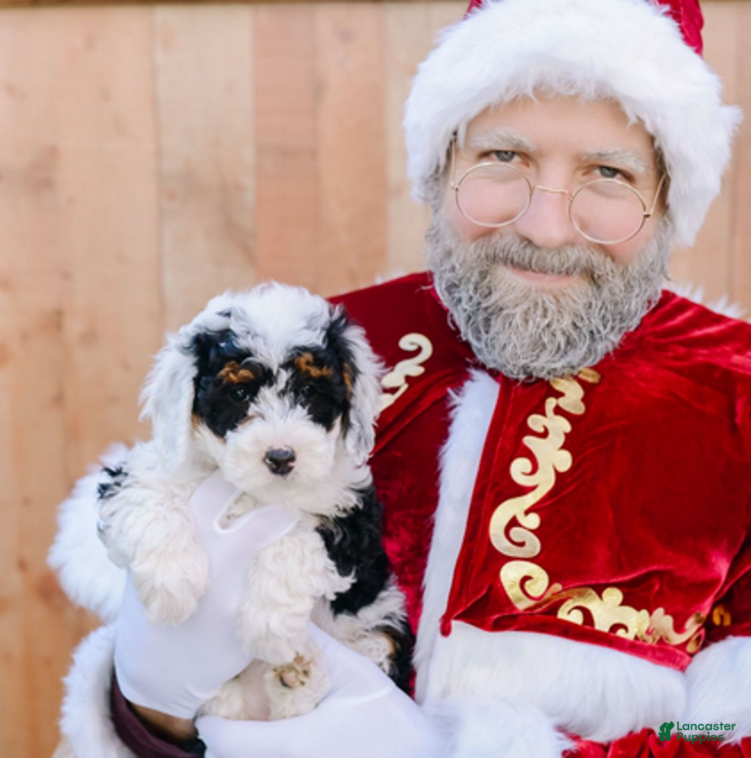 Bernedoodle dogs for sale: Mistletoe - Ad 2