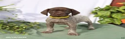 German Shorthaired Pointer dogs for sale: Moose - Ad 3