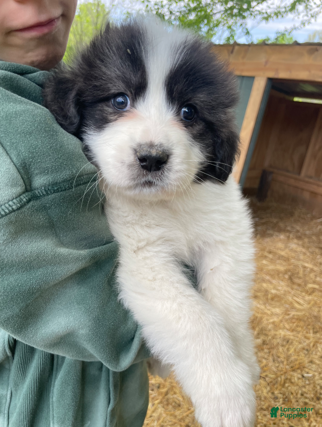 Great Pyrenees dogs Great Pyrenees Puppy 8 - Ad 13