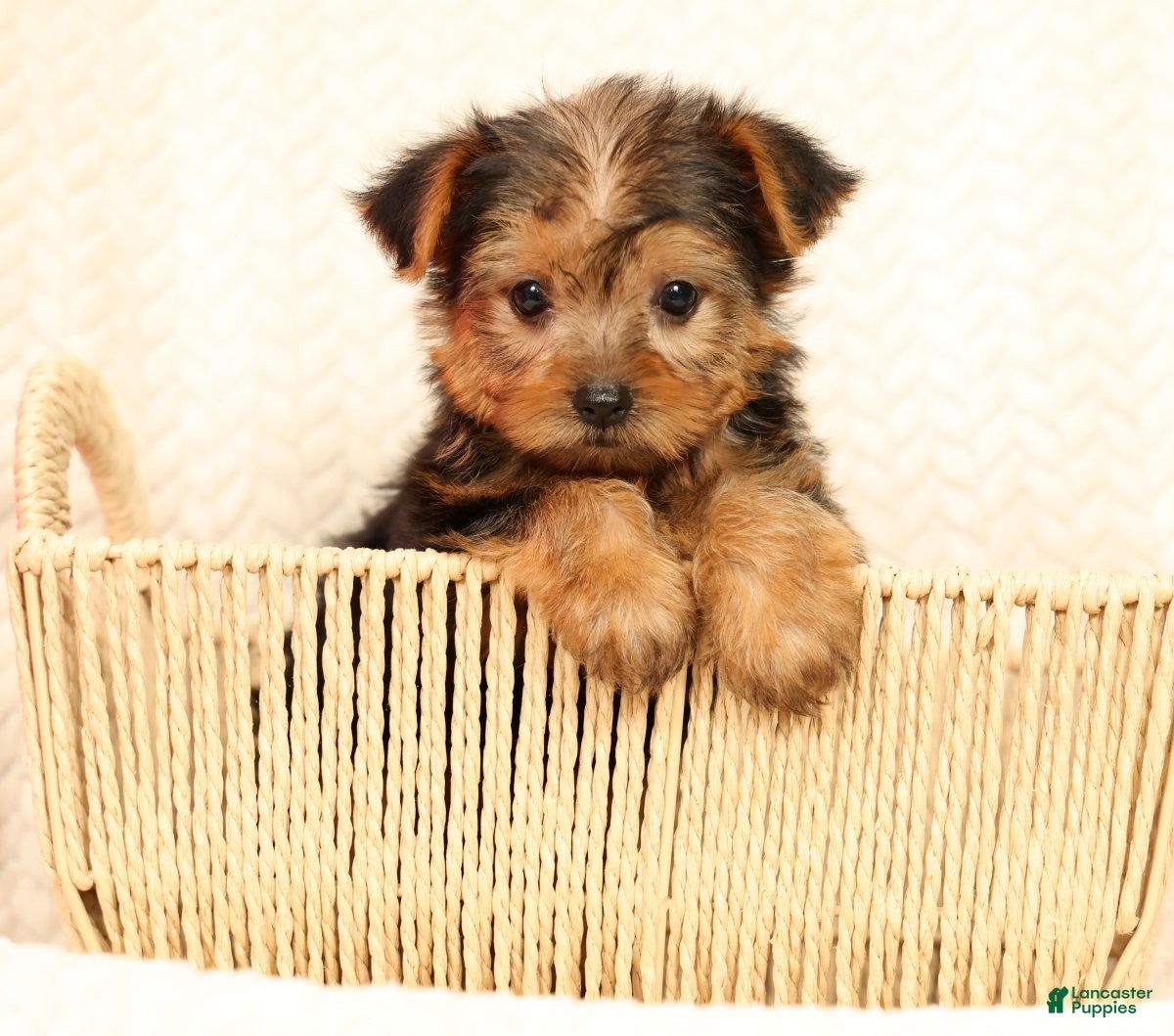 Yorkshire Terrier dogs Teddy - Ad 1
