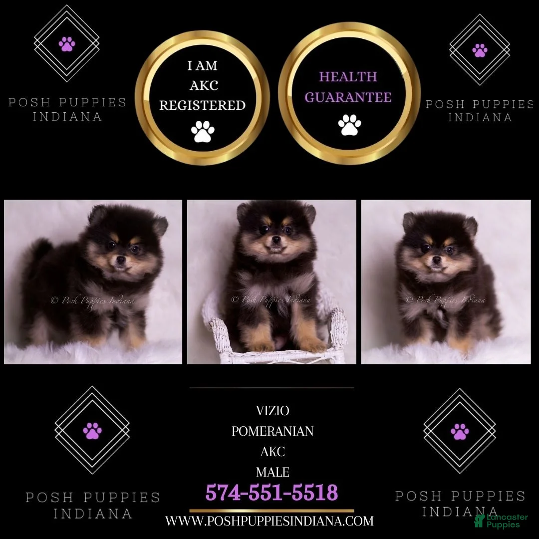 Pomeranian dogs for sale: Vizio - Ad 2