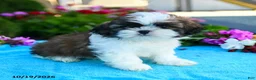 Shih Tzu dogs for sale: Allyssa - Ad 3