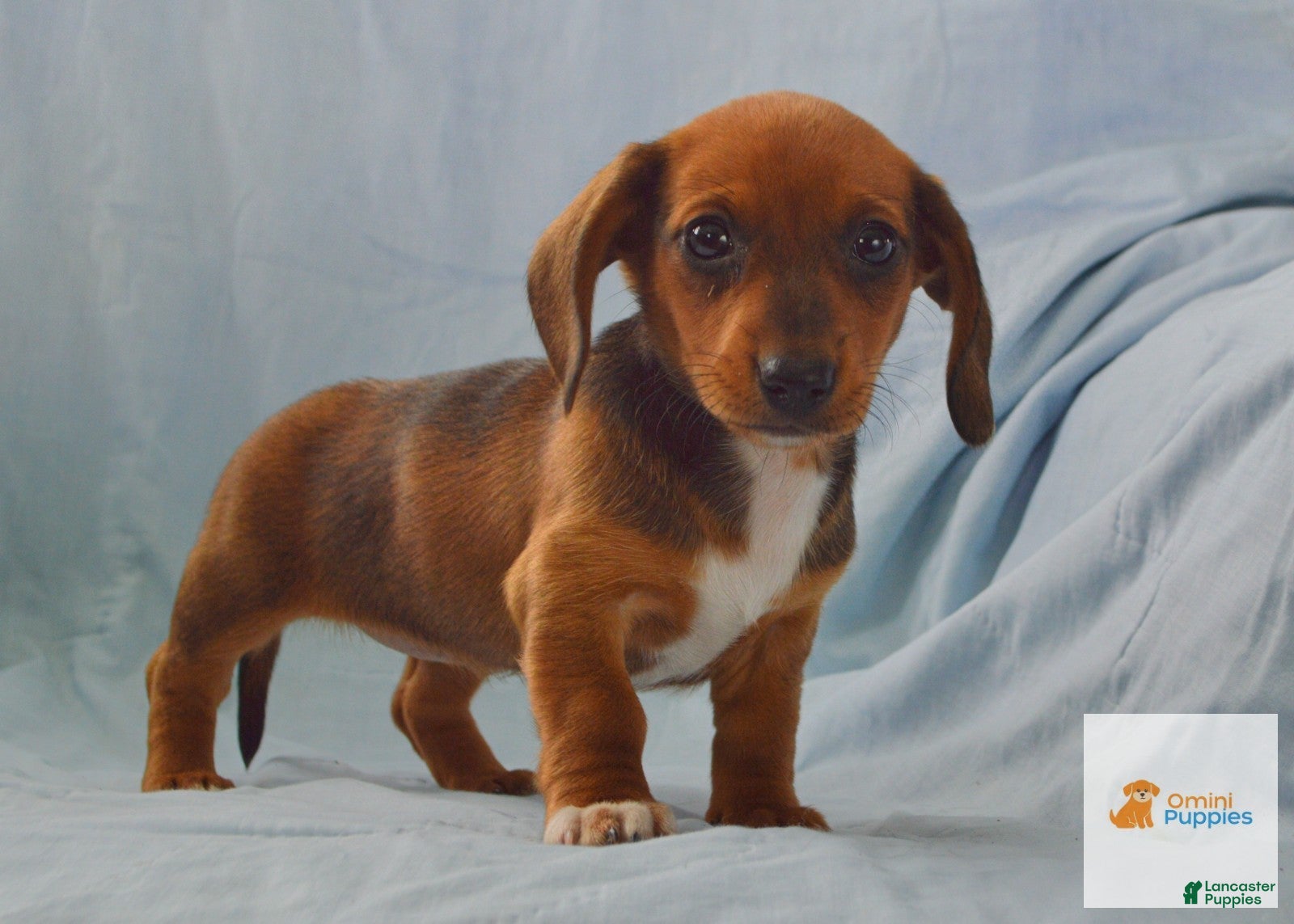 Dachshund dogs Maple - Ad 1