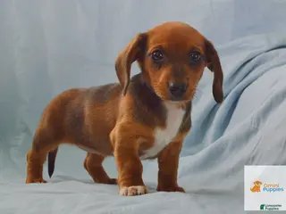 Dachshund dogs for sale: Maple - Ad 3