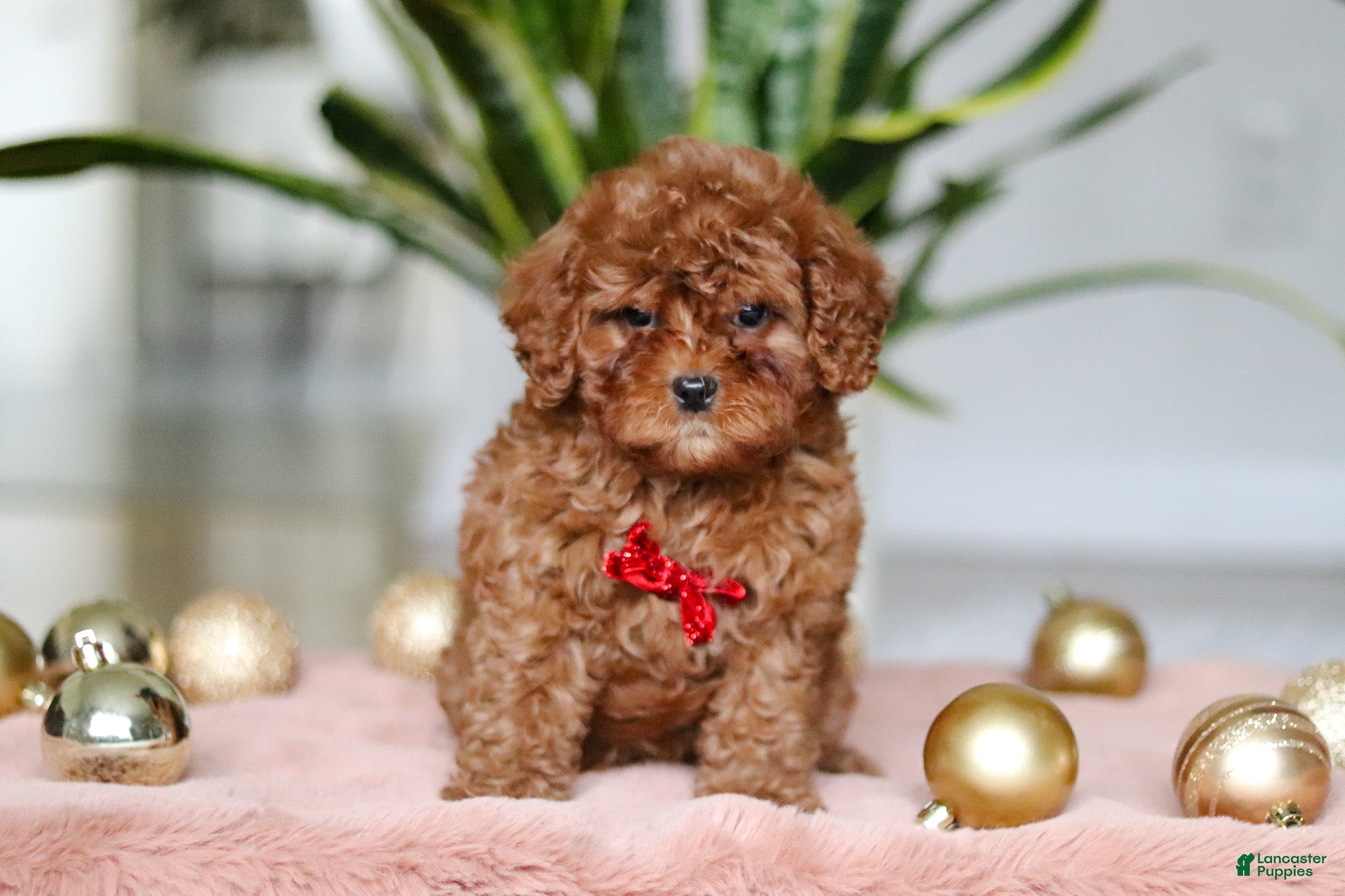 Cavapoo dogs Tucker - Ad 1