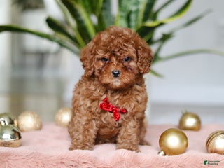 Cavapoo dogs Tucker - Ad 20