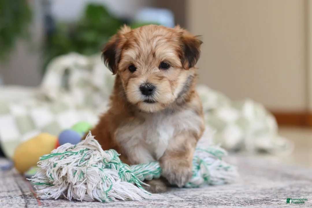 Morkie dogs for sale: Sarah - Ad 16