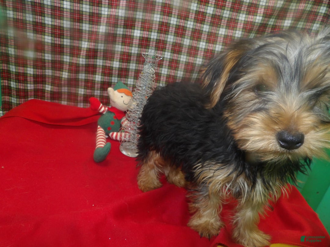 Yorkshire Terrier dogs for sale: Charlie - Ad 3