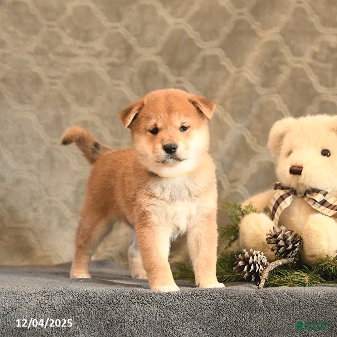 Shiba Inu dogs for sale: Tassel - Ad 4