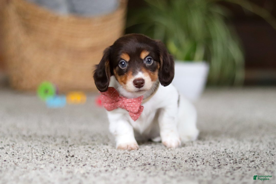 Miniature Dachshund dogs for sale: Stella - Ad 2