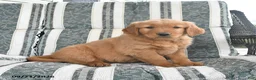 Golden Retriever dogs for sale: Austin - Ad 1