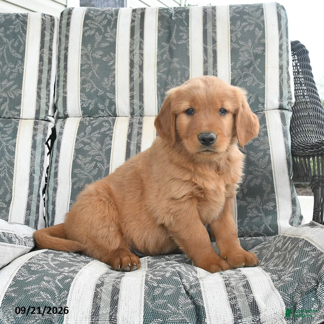 Golden Retriever dogs for sale: Austin - Ad 1