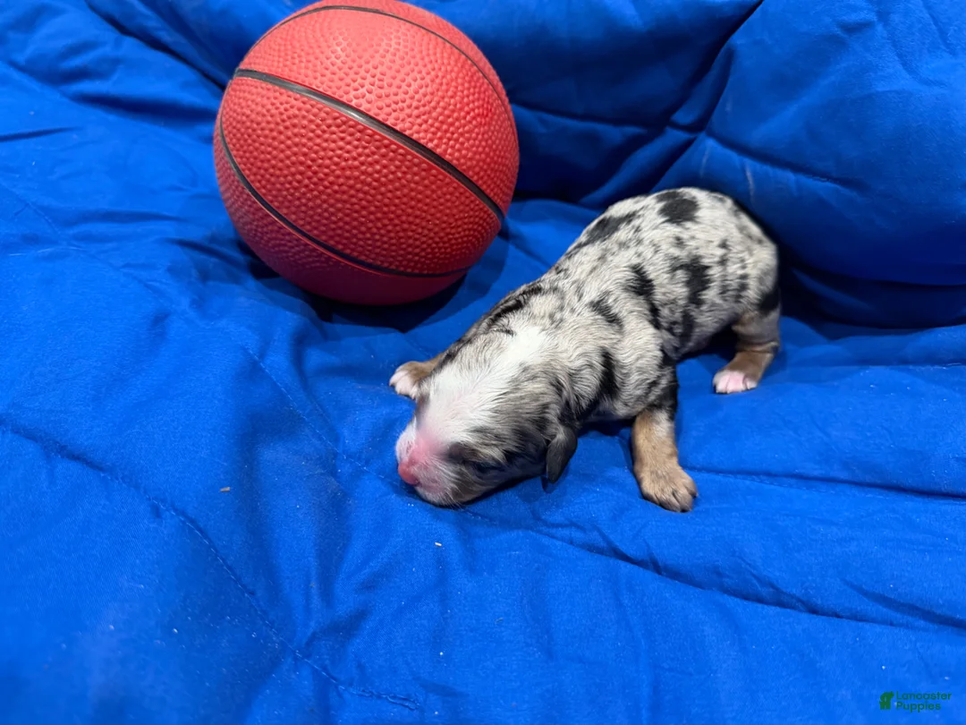 Bernedoodle dogs for sale: Bernedoodle Puppy 1 - Ad 1